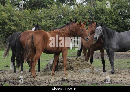 Warmblüter Stockfoto