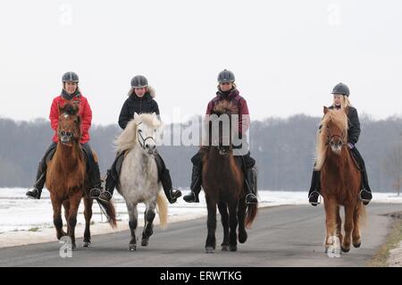 Islandpferde Reiten Stockfoto