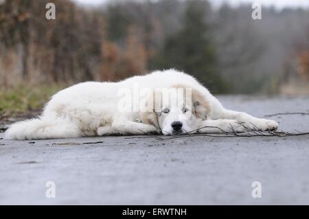 junge Pyrenäenberghund Stockfoto
