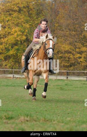 Frau reitet auf Haflinger-Pferd Stockfoto