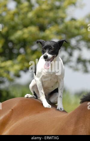 Jack Russell Terrier auf Pferd Stockfoto
