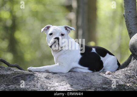 Continental Bulldog liegend Stockfoto