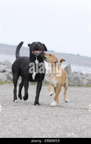 2 Mischlinge Stockfoto