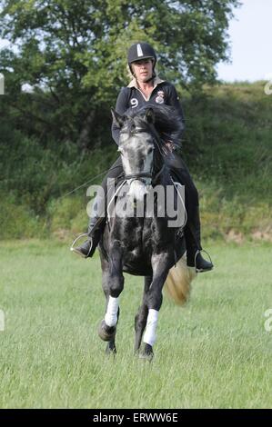 Frau reitet Holsteiner Pferd Stockfoto