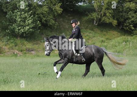 Frau reitet Holsteiner Pferd Stockfoto