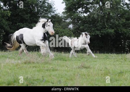 Irish Tinker im Galopp Stockfoto