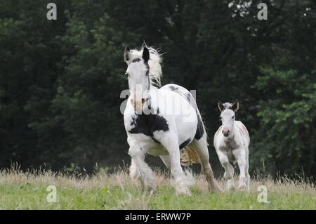 Irish Tinker im Galopp Stockfoto