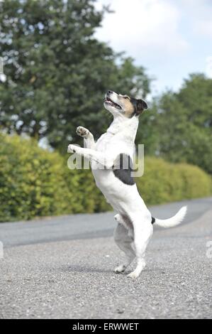 Jack Russell Terrier zeigt trick Stockfoto