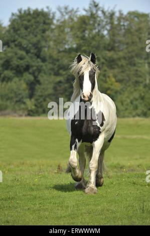 Irish Tinker Trab Stockfoto