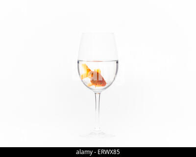 Goldfische im Weinglas Stockfoto