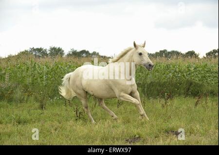 Quarter Horse Galopp Stockfoto