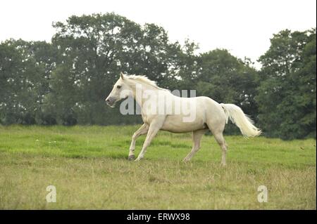 Quarter Horse Galopp Stockfoto