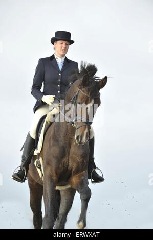 Frau reitet Holsteiner Warmblut Stockfoto