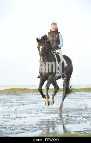 Frau reitet Holsteiner Warmblut Stockfoto