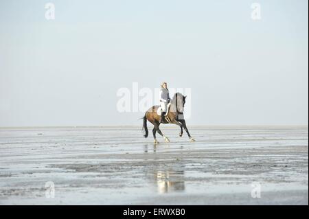 Frau reitet Holsteiner Warmblut Stockfoto