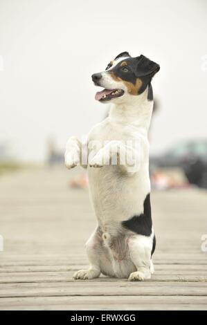 Jack Russell Terrier zeigt trick Stockfoto