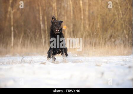 Labradoodle spielen Stockfoto