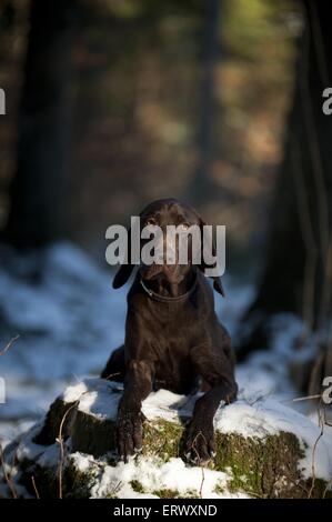 Deutscher Kurzhaariger Vorstehhund liegend Stockfoto