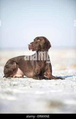 Deutscher Kurzhaariger Vorstehhund liegend Stockfoto