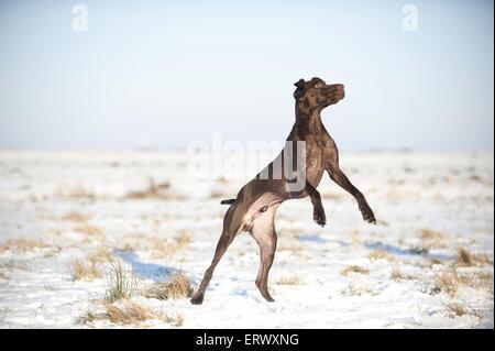 Deutscher Kurzhaariger Vorstehhund springen Stockfoto