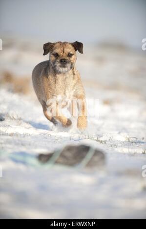 Border Terrier laufen Stockfoto