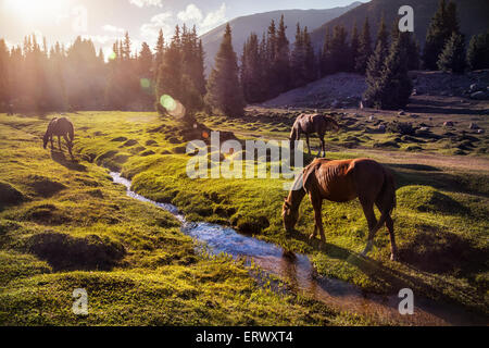 Pferde in den Gregory Schlucht Bergen Kirgistans, Zentralasien Stockfoto