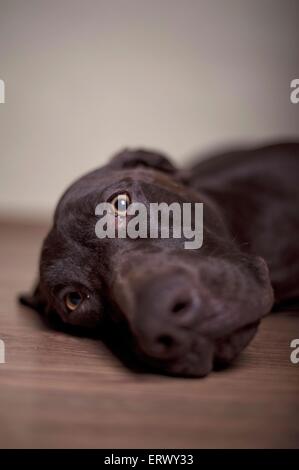 Deutscher Kurzhaariger Vorstehhund Porträt Stockfoto