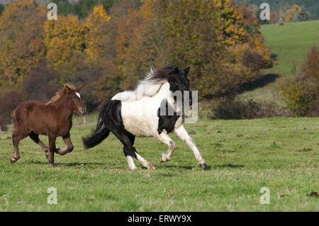 Islandpferde Stockfoto