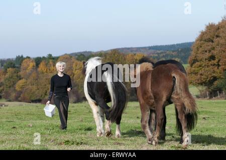 Frau mit Islandpferden Stockfoto