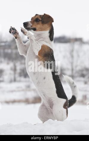 Jack Russell Terrier zeigt trick Stockfoto