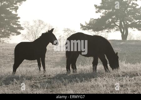 Maultier gezeichnet und Coldblood Stockfoto