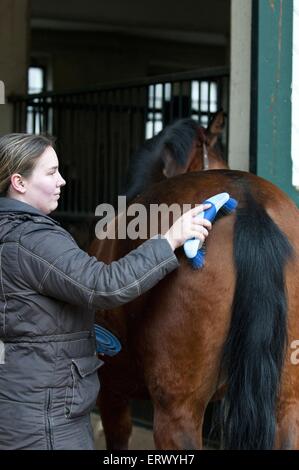 Frau mit Warmblut Stockfoto