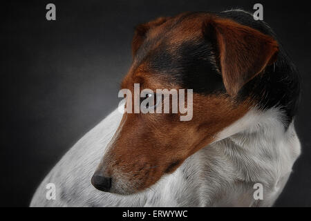 Ein close-up Portrait ein Foxterrier im Studio. Stockfoto