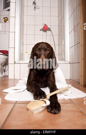 Deutscher Kurzhaariger Vorstehhund in Bad Stockfoto