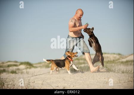 2 Hunde Stockfoto