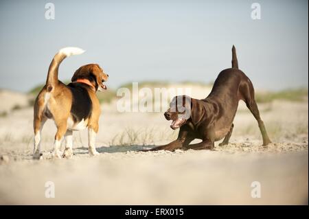 2 Hunde Stockfoto