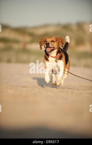 laufenden Beagle Stockfoto