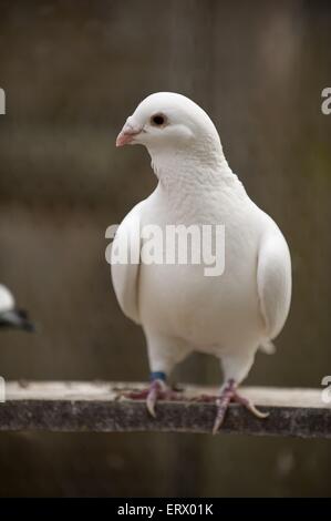 Brieftaube Stockfoto