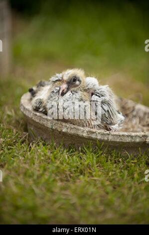 junge Brieftaube Stockfoto
