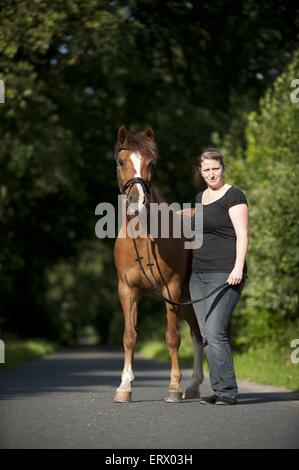 Frau mit Welsh-Cob Stockfoto