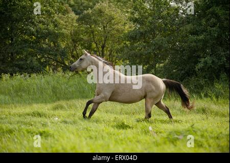 Quarter Horse Galopp Stockfoto