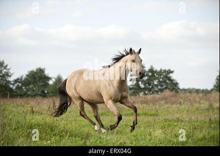 Quarter Horse Galopp Stockfoto