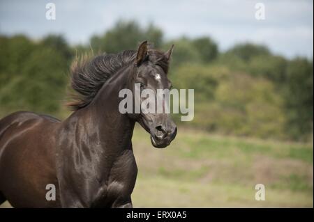 Arabisches Pferd Porträt Stockfoto