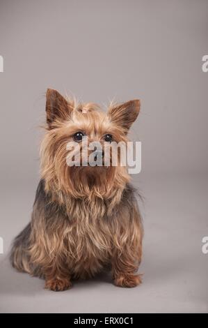 Yorkshire Terrier sitzend Stockfoto