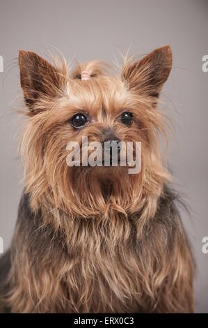 Yorkshire Terrier Portrait Stockfoto