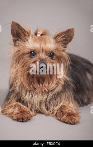 Yorkshire Terrier liegend Stockfoto