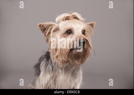 Yorkshire Terrier Portrait Stockfoto