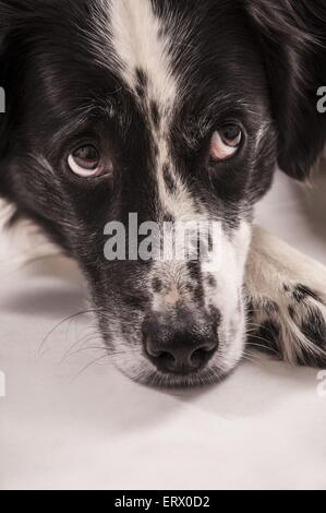 Border-Collie-Gesicht Stockfoto