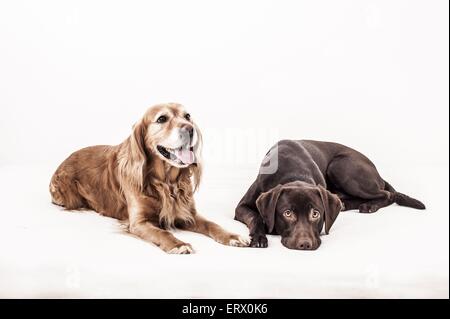 2 Hunde Stockfoto