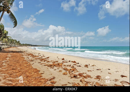 Maracaipe Beach, Pernambuco, Brasilien, 2007. Ein Strand mit Coverversionen von Coco am Boden. Stockfoto